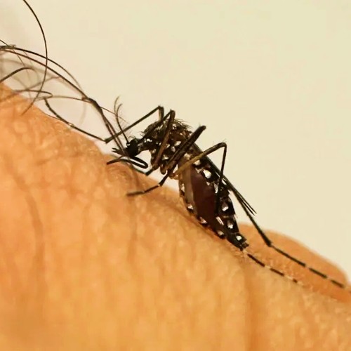 Vírus da dengue é transmitido pela picada do mosquito Aedes aegypti infectado.